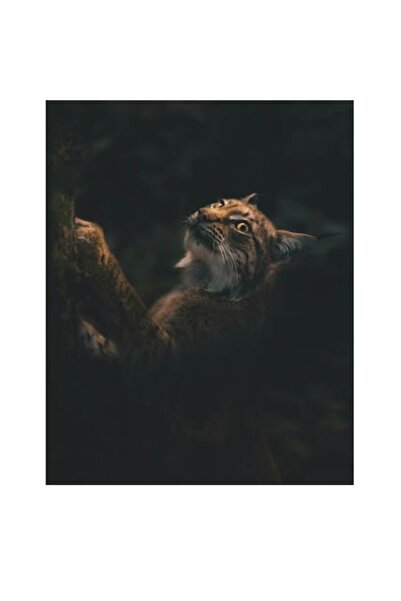 OEM Pictură pe pânză: „Râs în lumina misterioasă a pădurii”