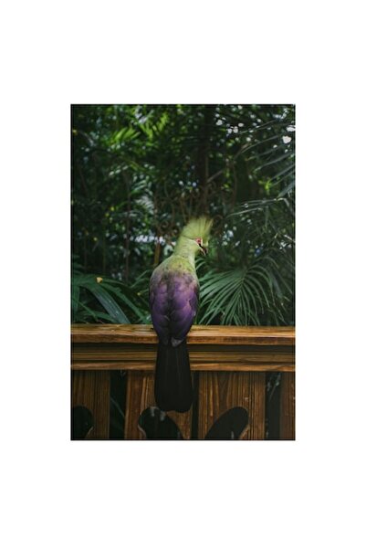 OEM Tablou Canvas, "Pasarea exotica intr-o gradina tropicala", 39 x 54cm