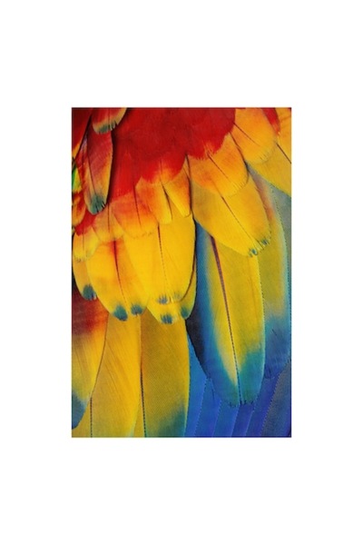 OEM Tablou Canvas, "Aripile curcubeului tropical radiant", Colorat, Vibrant, ...