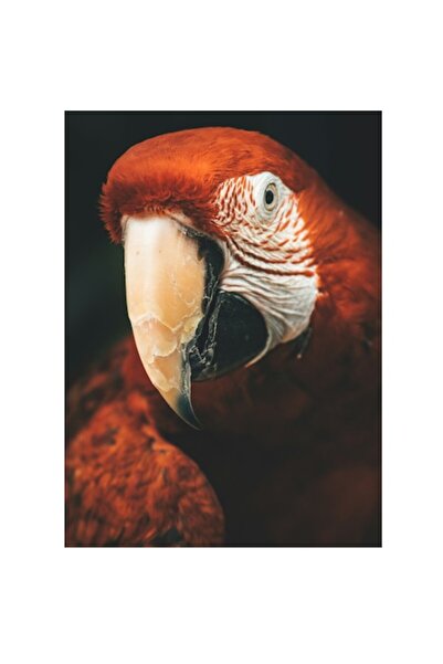 OEM Tablou Canvas, "Papagal rosu in detaliu vivant", 26 x 39cm