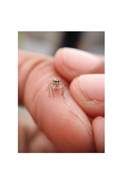 OEM Tablou Canvas, "Microscopie paianjenului pe degete umane", 70 x 100cm