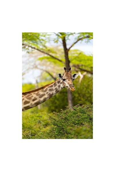 OEM Tablou Canvas, "Gingasia girafei in savana verde", 50 x 70cm
