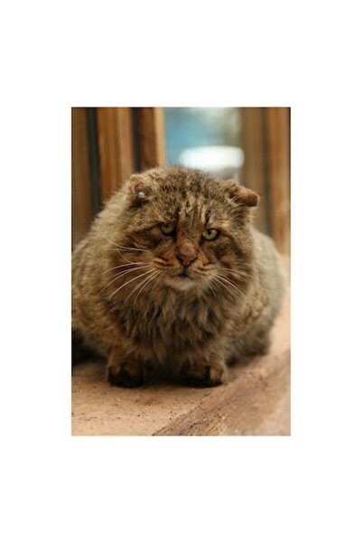 OEM Tablou Canvas, "Pisica inteleapta la marginea ferestrei", 70 x 100cm