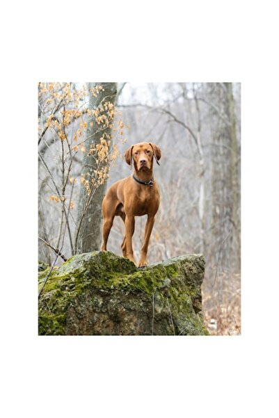 OEM Tablou Canvas, "Cainele vegheaza padurea adormita", 50 x 90cm