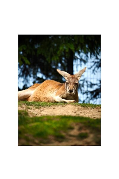 OEM Tablou Canvas, "Kangur relaxandu-se pe colina verde", 70 x 100cm