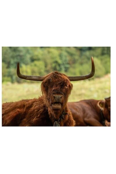 OEM Tablou Canvas Premium cu Imagine de Bivol Alpestru