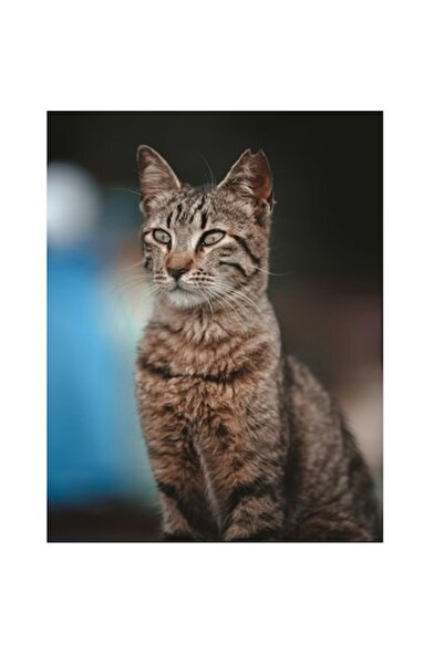 OEM Tablou Canvas, "Pisica misterioasa priveste departe", 70 x 100cm