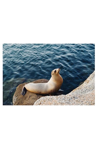 OEM Tablou Canvas, "Leul de mare pe stanca", 50 x 50cm