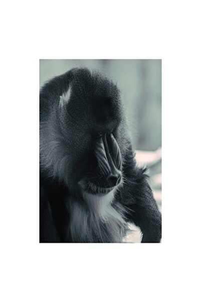 OEM Tablou Canvas, "Meditatia unui mandril singuratic", 100 x 100cm