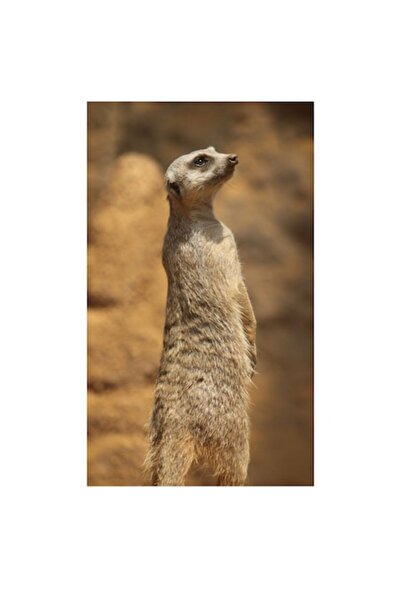 OEM Pictură pe pânză, „Suricată la veghe”, Alertă, Soare, Nisip, Piatră, Blan...