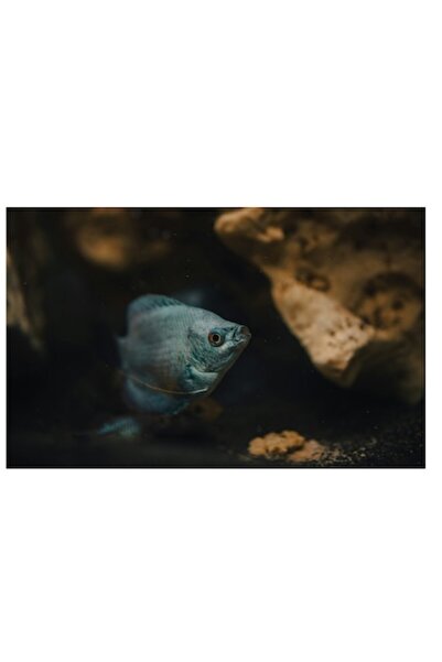 OEM Tablou Canvas, "Pestisorul albastru in adancuri stancoase", 100 x 70cm