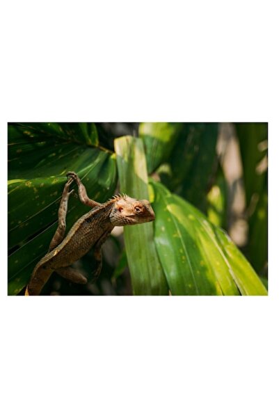 OEM Tablou Canvas, "Agilitatea unui cameleon printre frunze", 90 x 50cm