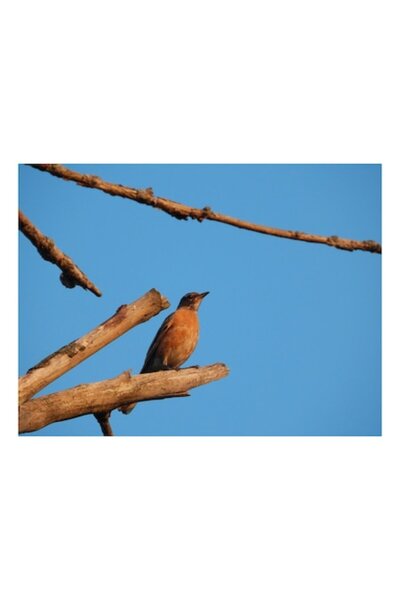 OEM Tablou Canvas, "Pasarea solitara si cerul albastru", 150 x 100cm