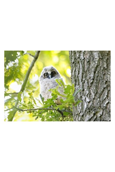 OEM Tablou Canvas, "Bufnita tanara printre frunze verzi", 90 x 50cm