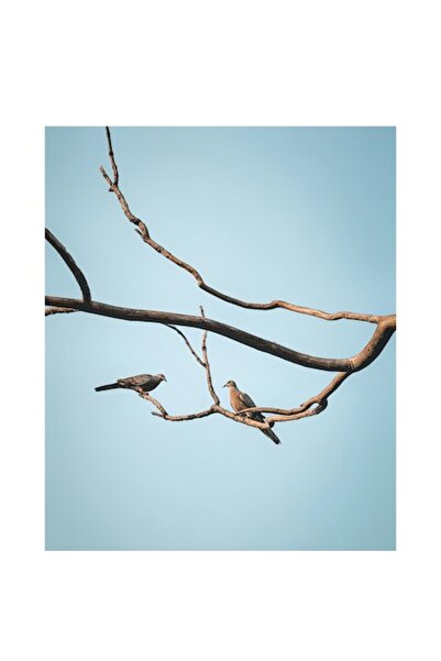 OEM Tablou Canvas, "Pasari odihnindu-se pe crengute uscate", 70 x 100cm