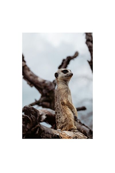 OEM Pictură pe pânză, „Suricată atentă într-un peisaj”, 50 x 70cm