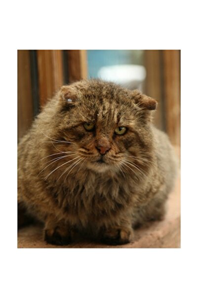 OEM Pictură pe pânză „Pisică înțeleaptă la marginea ferestrei”, 39 x 54 cm