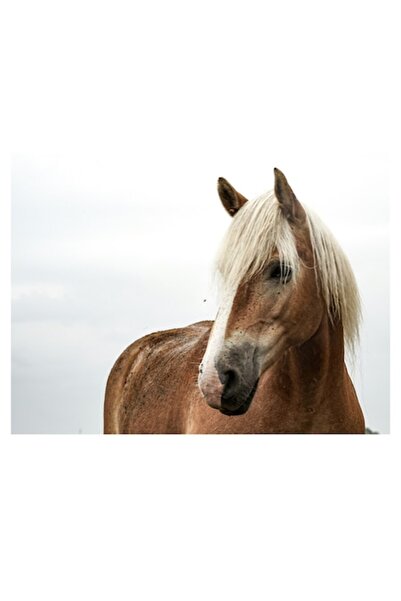 OEM Tablou Canvas, "Cal in vantul toamnei line", 39 x 26cm