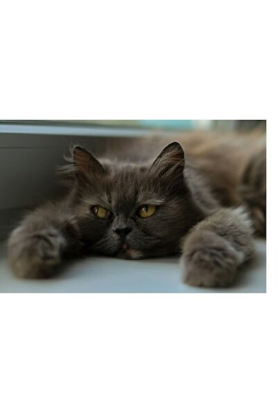 OEM Tablou Canvas, "Pisica visatoare la fereastra", 100 x 70cm