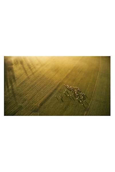 OEM Tablou Canvas, "Turma de oi pe camp luminat"