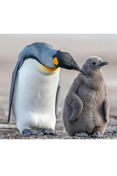OEM Tablou Canvas, "Pinguinul imparat si puiul sau", 50 x 50cm