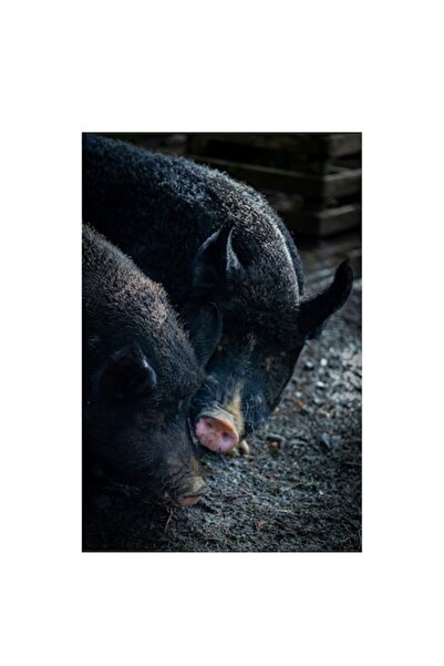 OEM Tablou Canvas, "Doi porci in ploaie de primavara", 70 x 100cm