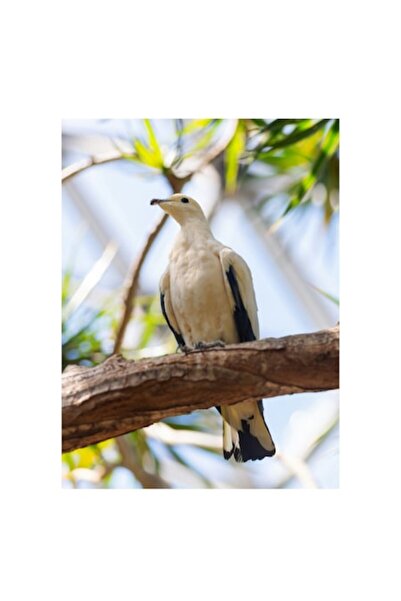 OEM Tablou Canvas, "Porumbel alb pe creanga inverzita", 50 x 90cm