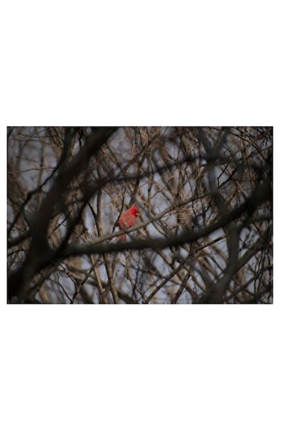 OEM Tablou Canvas, "Cardinal singur printre crengile copacilor", 90 x 50cm