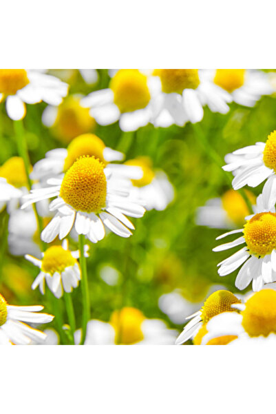 Tohum Dünyası 500+ Adet Alman Papatyası Tohumu - Tıbbi Papatya - German Chamo...