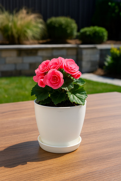 Melkan Home Modern Küçük Begonya Saksı 1,5 Litre Tabaklı Çiçek Saksısı – İç ve Dış Mekana Uygun 14x13 cm