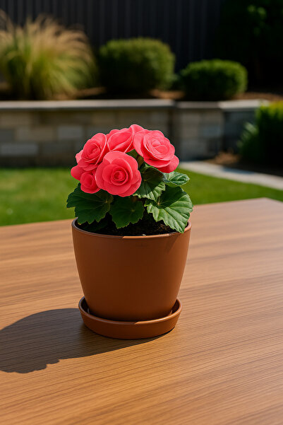 Melkan Home Modern Küçük Begonya Saksı 1,5 Litre Tabaklı Çiçek Saksısı – İç v...