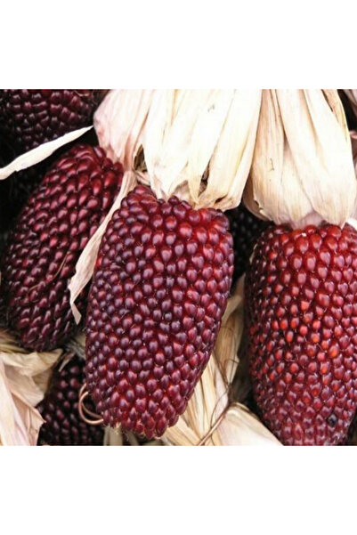 Tohum Dünyası 10+ Adet Minyatür Çilek Mısır Tohumu - Strawberry popcorn