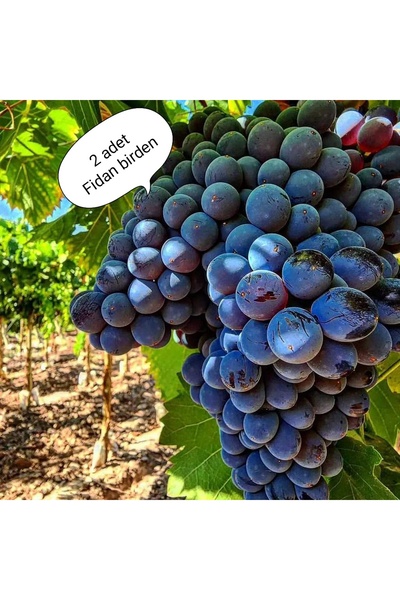 Trakya ilkeren fidanı