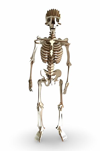 ALGWOOD Wooden Human Skeleton Model | 112 Piece 3D Puzzle Hobby Set - Anatomical Wooden Skeleton 3D Puzzle