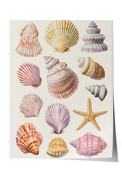 Zestia Poster fără ramă, Comoara Mării – Ilustrație vintage cu scoici Poster ...