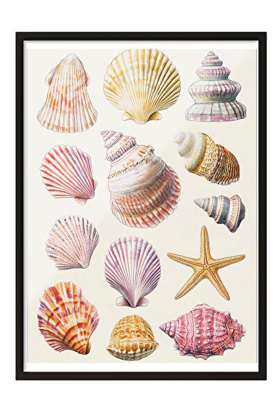 Zestia Tablou înrămat negru, Comoara Mării – Ilustrație vintage cu scoici Pos...