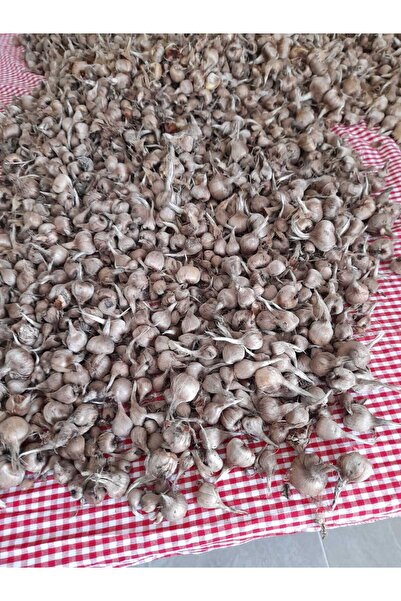 ZEYSEN TROPİKAL 40 Adet Safranbolu Gerçek Safran Soğanı Crocus Sativus