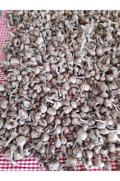 ZEYSEN TROPİKAL 40 Adet Safranbolu Gerçek Safran Soğanı Crocus Sativus