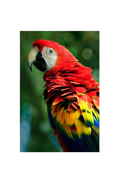 OEM Tablou Canvas, "Papagalul curcubeu in padurea tropicala", 26 x 39cm