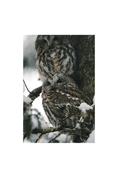 OEM Tablou Canvas, "Bufnite odihnindu-se in zapada iernatica", 50 x 70cm