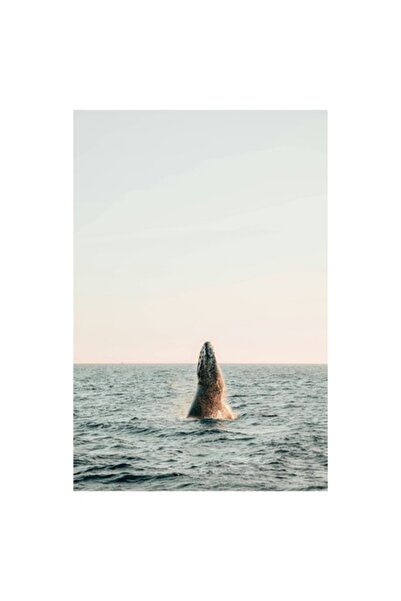 OEM Tablou Canvas, "Balena in salt spectaculos al apusului", 50 x 90cm