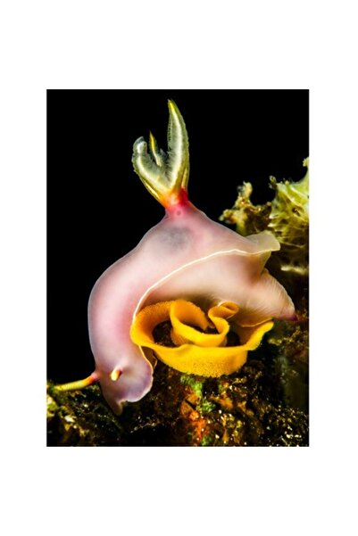 OEM Tablou Canvas, "Dansul gratios al melcului de mare", 50 x 70cm