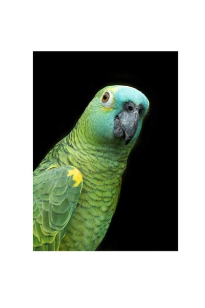 OEM Tablou Canvas, "Papagalul curios in jungla intunecata", 39 x 54cm