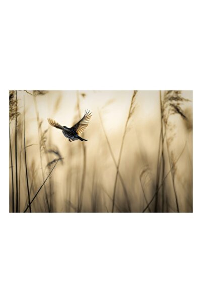 OEM Tablou Canvas, "Pasarea in zborul diminetii aurii", 54 x 39cm