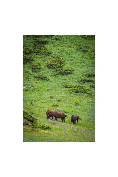 OEM Tablou Canvas, "Cai pascand pe un deal verde", 100 x 150cm