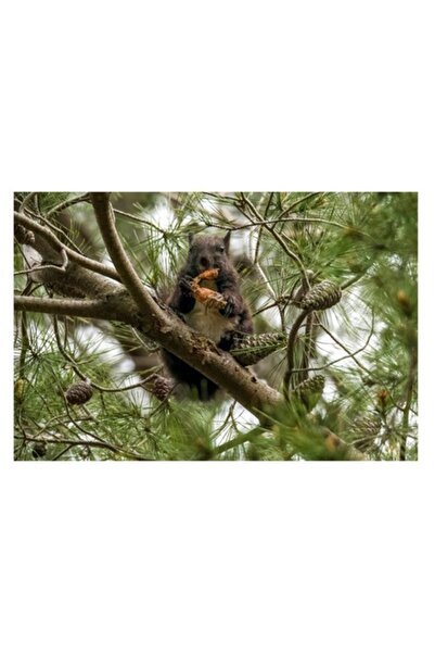 OEM Tablou Canvas, 'Veverita gurmanda in copac de pin'