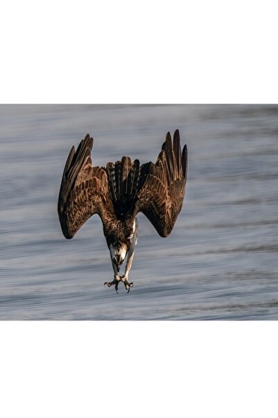 OEM Tablou Canvas, 'Vulturul la vanatoare in zbor', 70 x 50cm