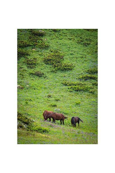 OEM Tablou Canvas, "Cai pascand pe un deal verde", 70 x 100 cm