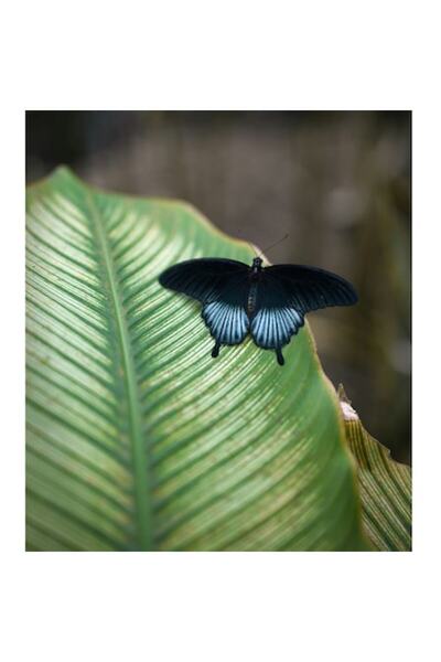 OEM Tablou Canvas, "Fluture albastru odihnindu-se pe frunza", 50 x 70cm