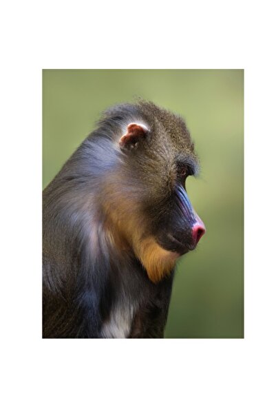 OEM Tablou Canvas, "Mandrilul contempland in tacerea naturii", 100 x 150cm